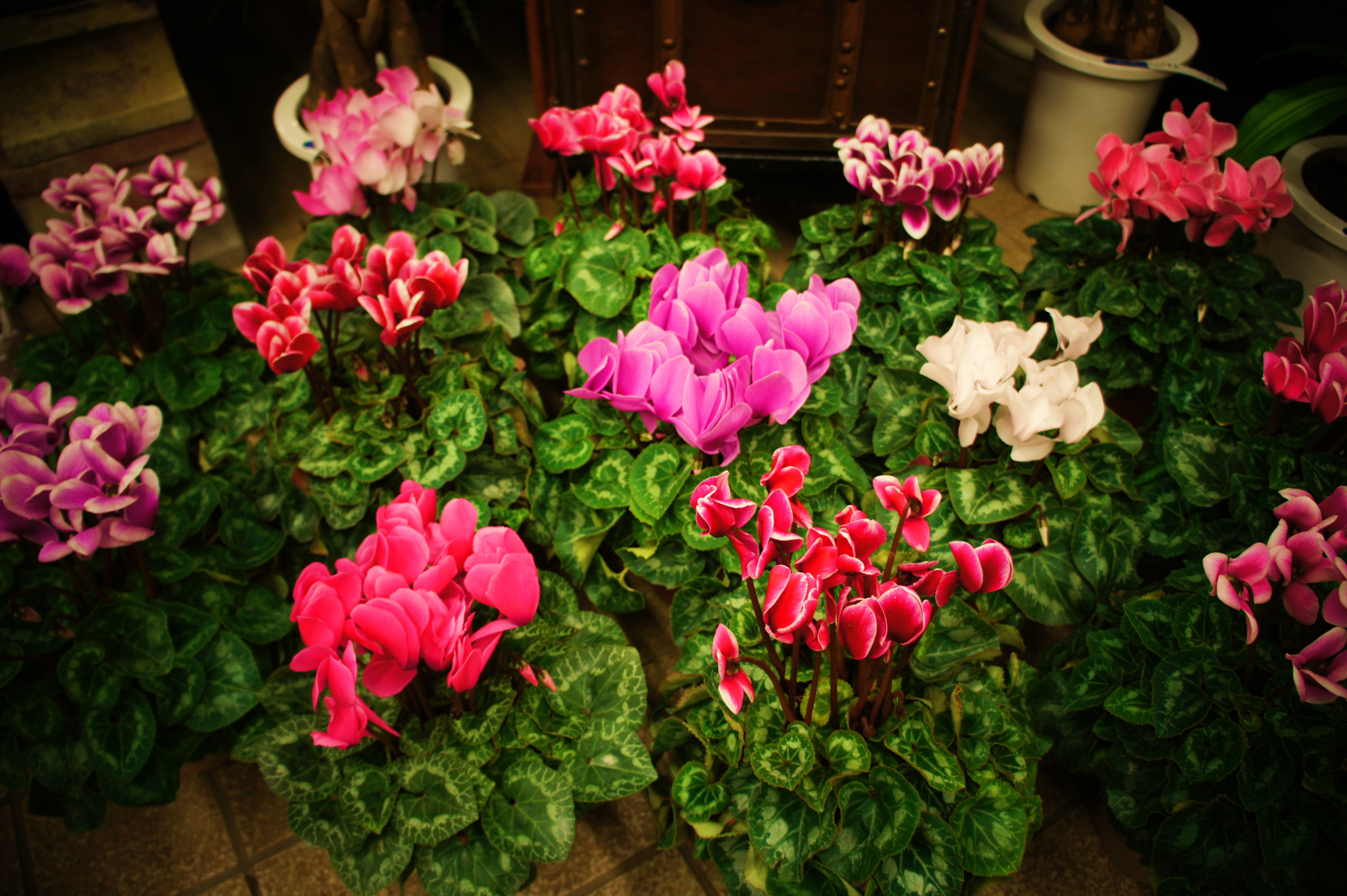 DSC03714.JPG