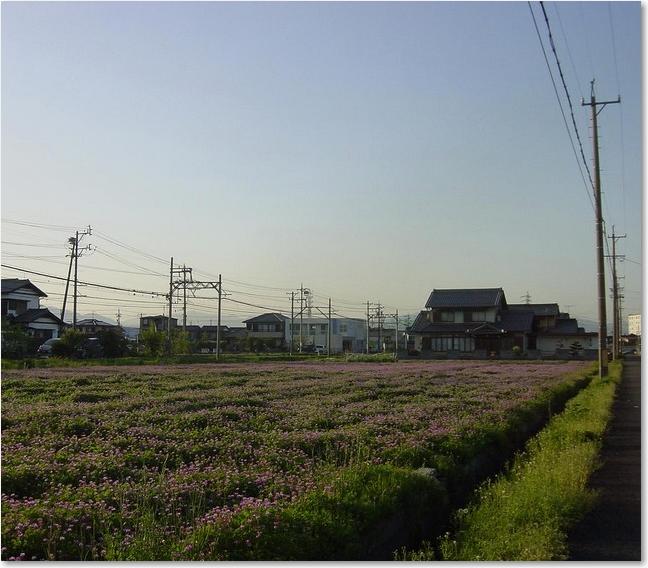 22一面の蓮華