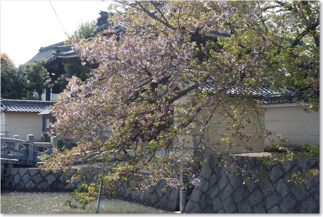 95葉桜・・・満開時には見事だそうです
