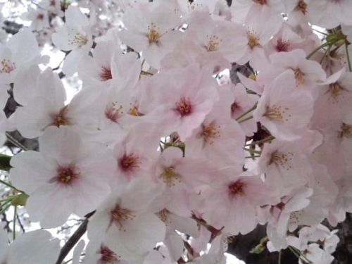 ソメイヨシノ満開の枝接写2017