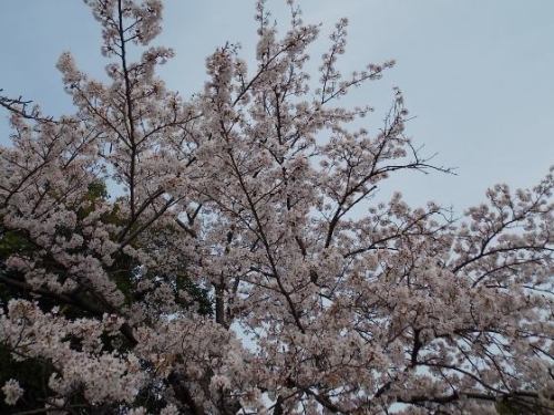 桜１.JPG