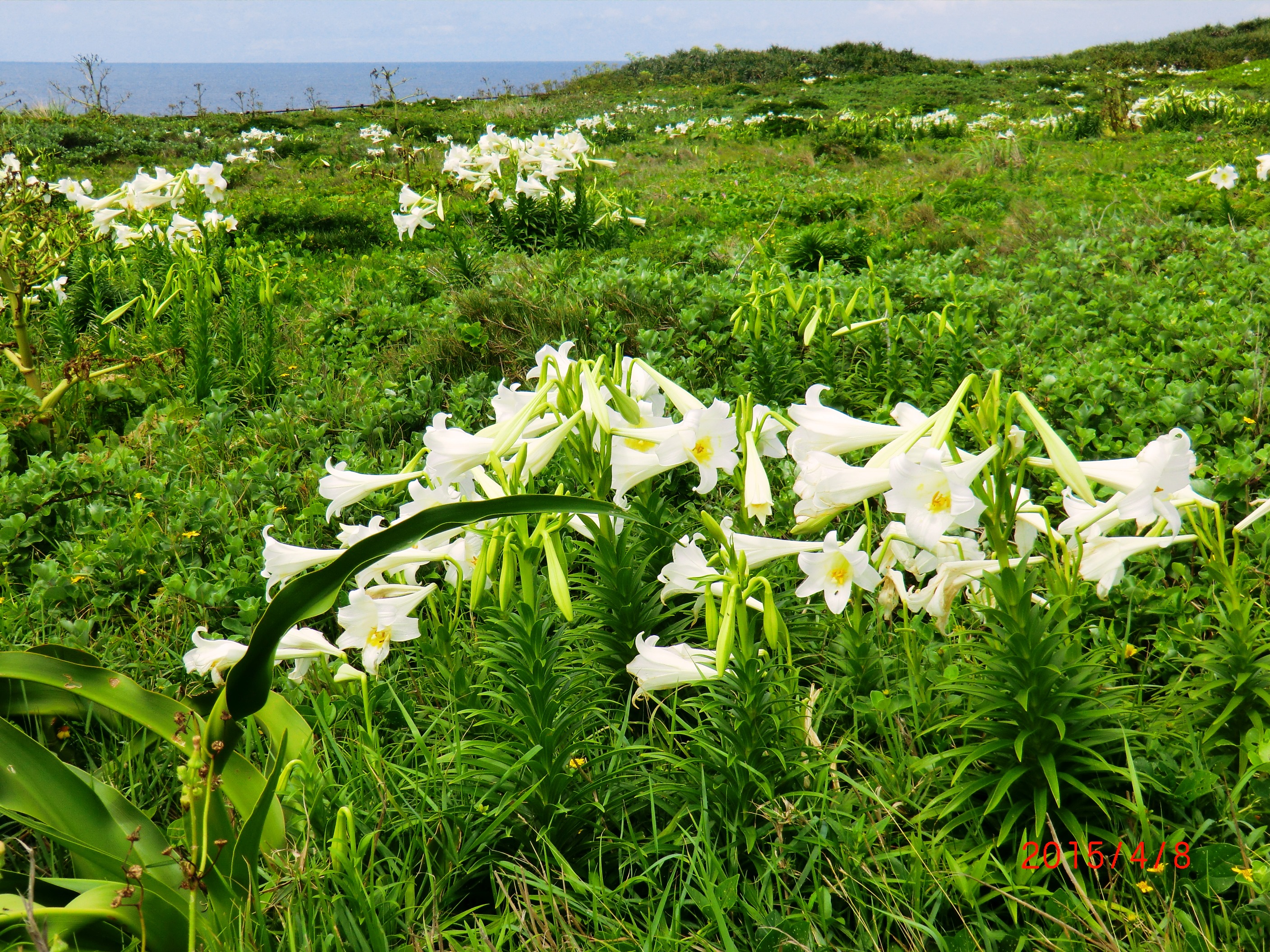 １５－４－７宮古島 139.JPG