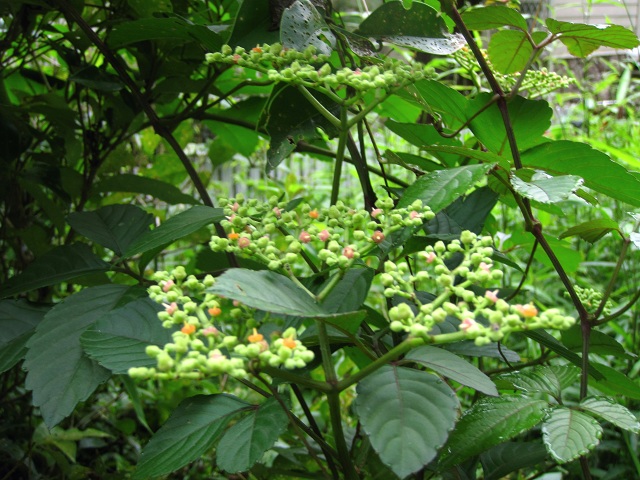 001ヤブカラシ2012.7.7-1.JPG