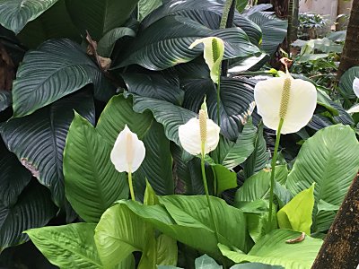 京都府立植物園3.jpg