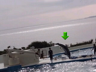 イルカ宙返り0001.jpg