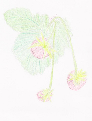 【StrawberryVine】2023.jpg