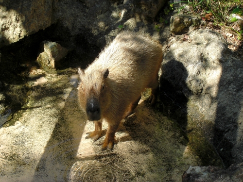 カピバラ　秋