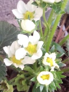 苺の花2017