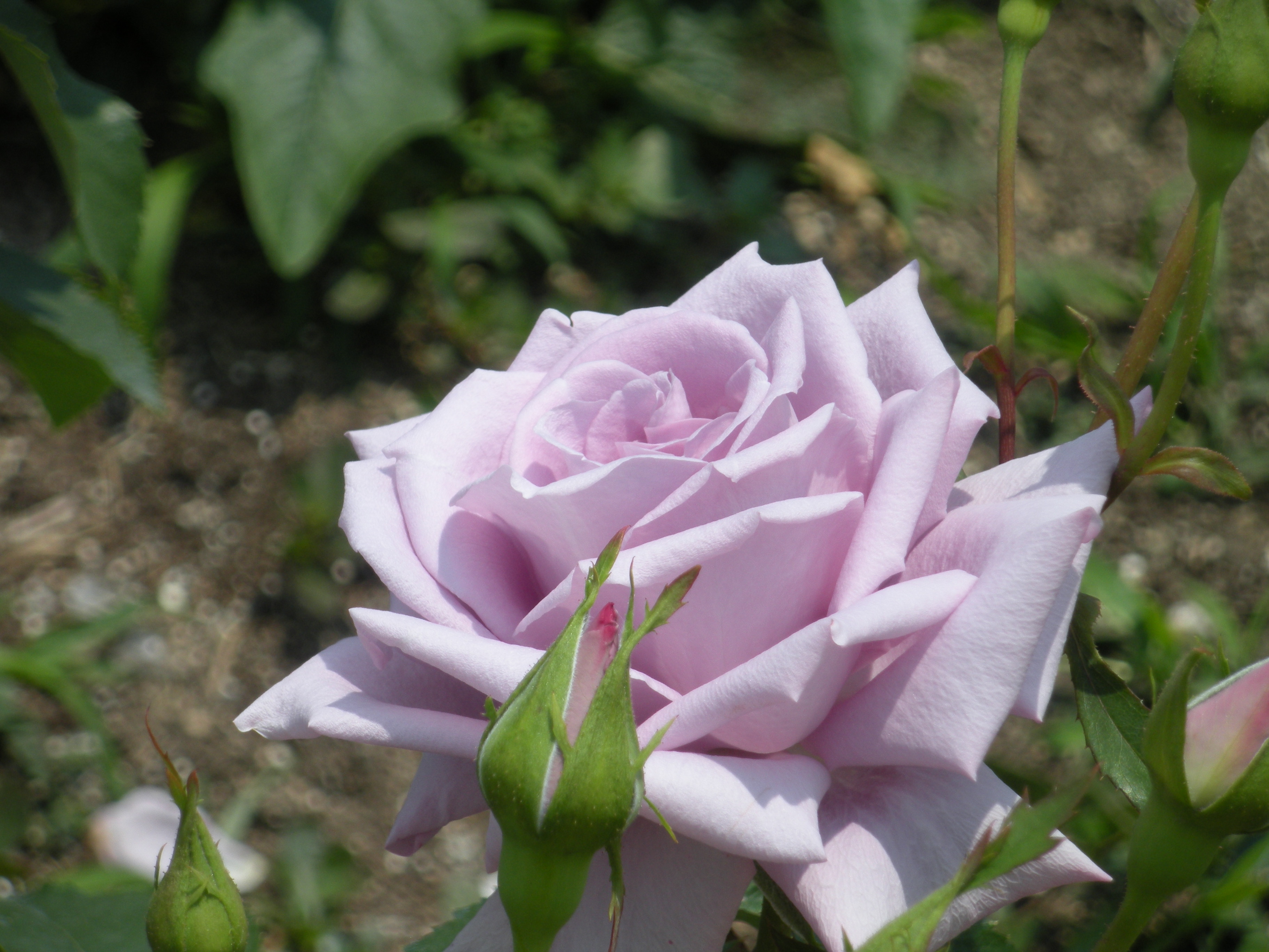 DSCN0276.JPG