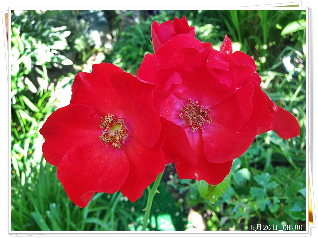iPhone_2015-05-26_08-00-43.JPG