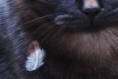 顔に鳩の羽 (4).JPG