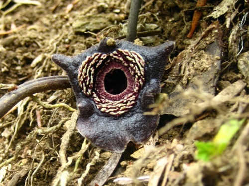 タマノカンアオイの花 晩春 4月下旬 5月初め の高尾山での自然観察 その15 しろうと自然科学者の自然観察日記 楽天ブログ