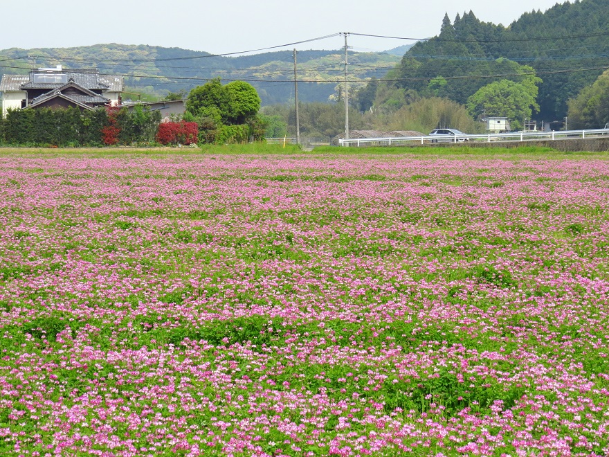 レンゲ畑（臼杵市末広）4223.jpg