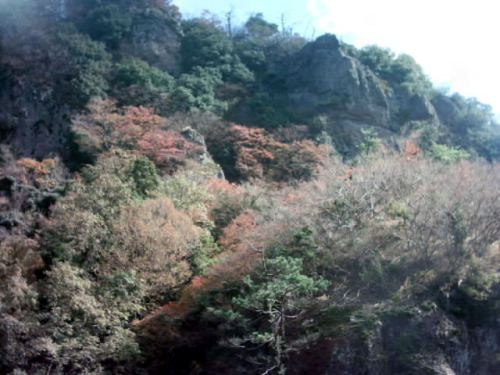 C:\fakepath\shodoshima044.jpg