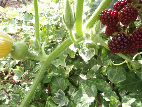 花火とメロン？ 003.jpg