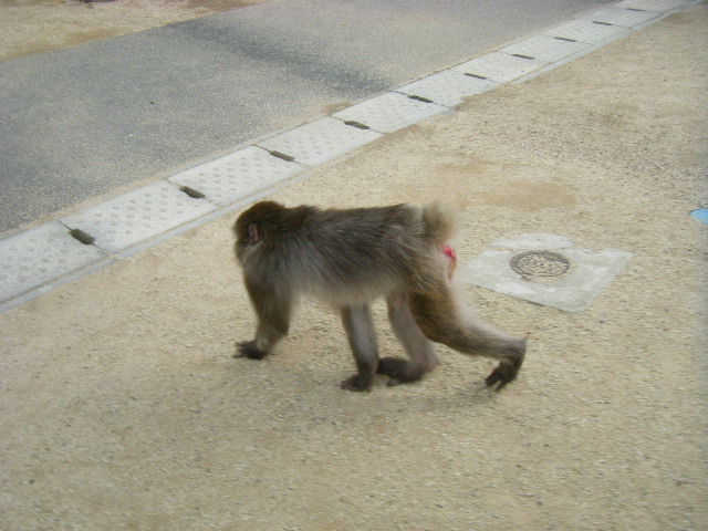 帰ってきたベンツ (4).JPG