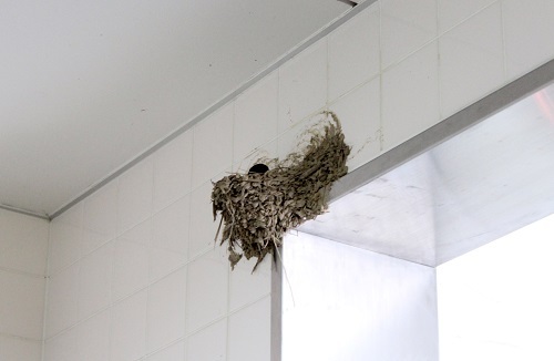 ツバメの巣 (2).JPG