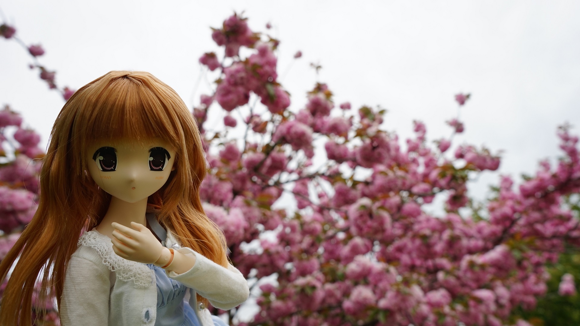 陽菜ちゃんと桜5.jpg