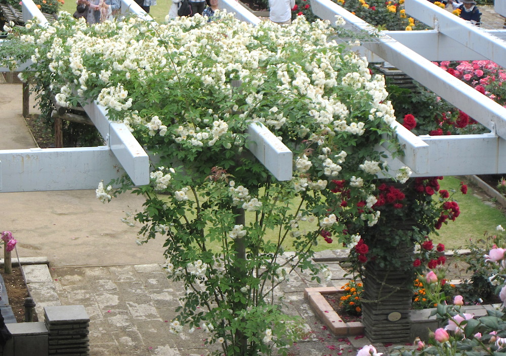 2014bara002.JPG