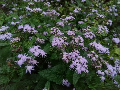 秋の紫の花たちがそろいました V ネコ様とガーデニング 楽天ブログ