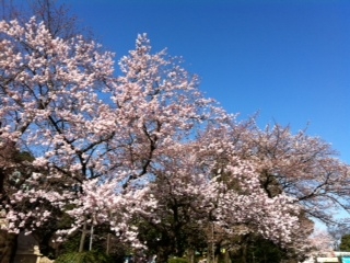 上野の桜.JPG