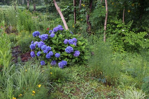 80414旧朝日村の路傍の鮮やかな紫陽花500.jpg