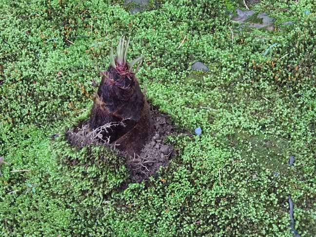 嵯峨野竹林 (1).JPG
