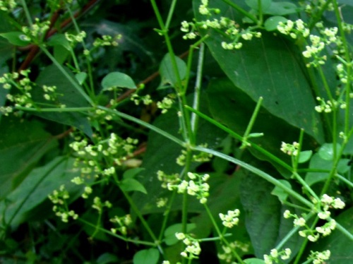 アカネの花 秋の高尾山での自然観察 続き その1 しろうと自然科学者の自然観察日記 楽天ブログ