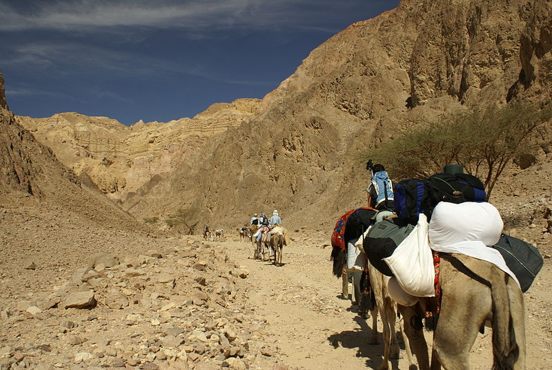 Caravan_in_Sinai.jpg