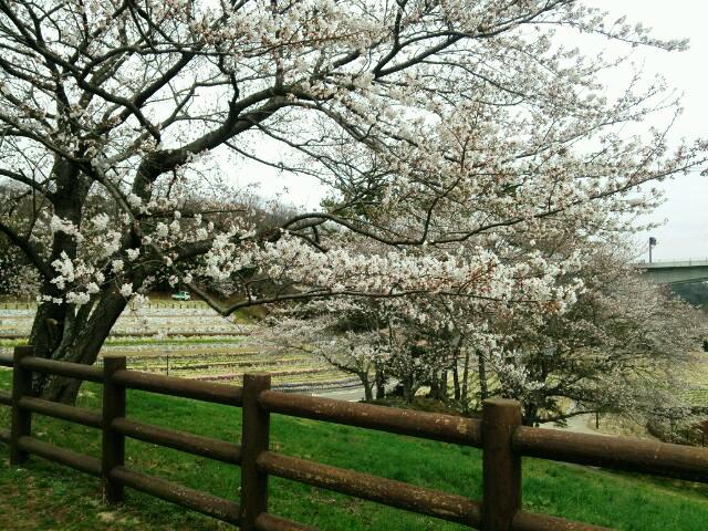 ☆　桜と日本の式の庭.JPG