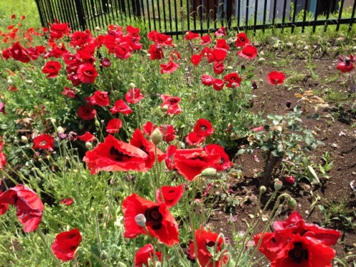 IMG_9074 (640x480).jpg