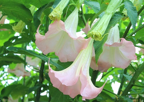 エンジェルストランペット (2).JPG