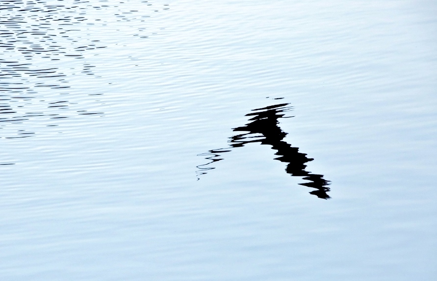 B97A2248 (1024x683).jpg