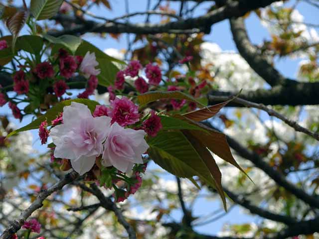 造幣局通り抜け 咲いたらこうなります.JPG