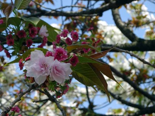 造幣局通り抜け 咲いたらこうなります.JPG