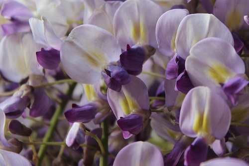 フジの花 (2).JPG