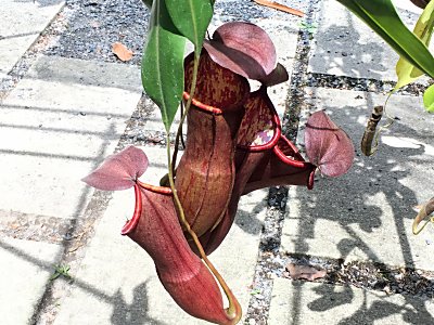 京都府立植物園N.ﾌｧｼｰﾙｺﾄ.jpg