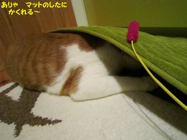 猫８.jpg