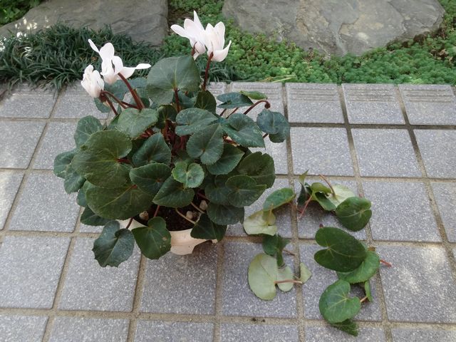 DSC00555.JPG