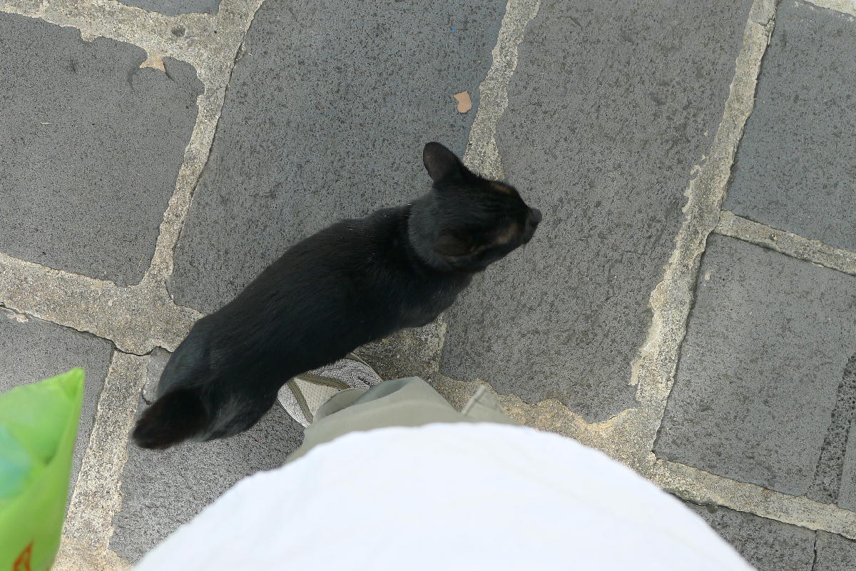 2黒猫が寄ってきた (1).JPG