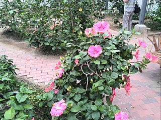 咲くやこの花館　ハイビスカス.jpg