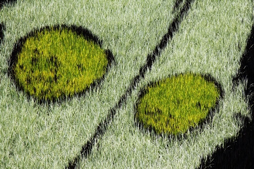 2013.8.2 田舎館村田んぼアート　その３.JPG