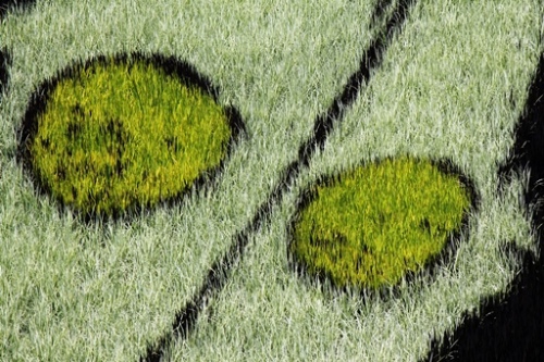 2013.8.2 田舎館村田んぼアート　その３.JPG