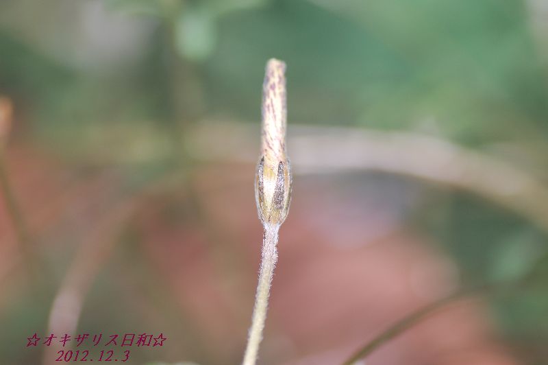 DSC_5227.JPG