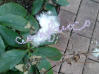 shyumeigiku seed.jpg