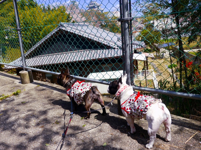 城山公園で散歩2.jpg