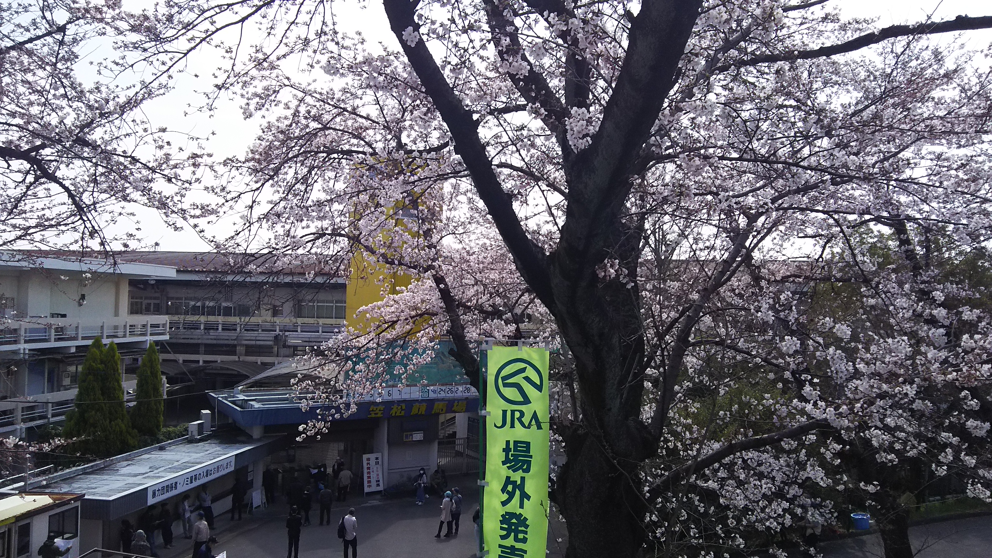 水曜桜.JPG