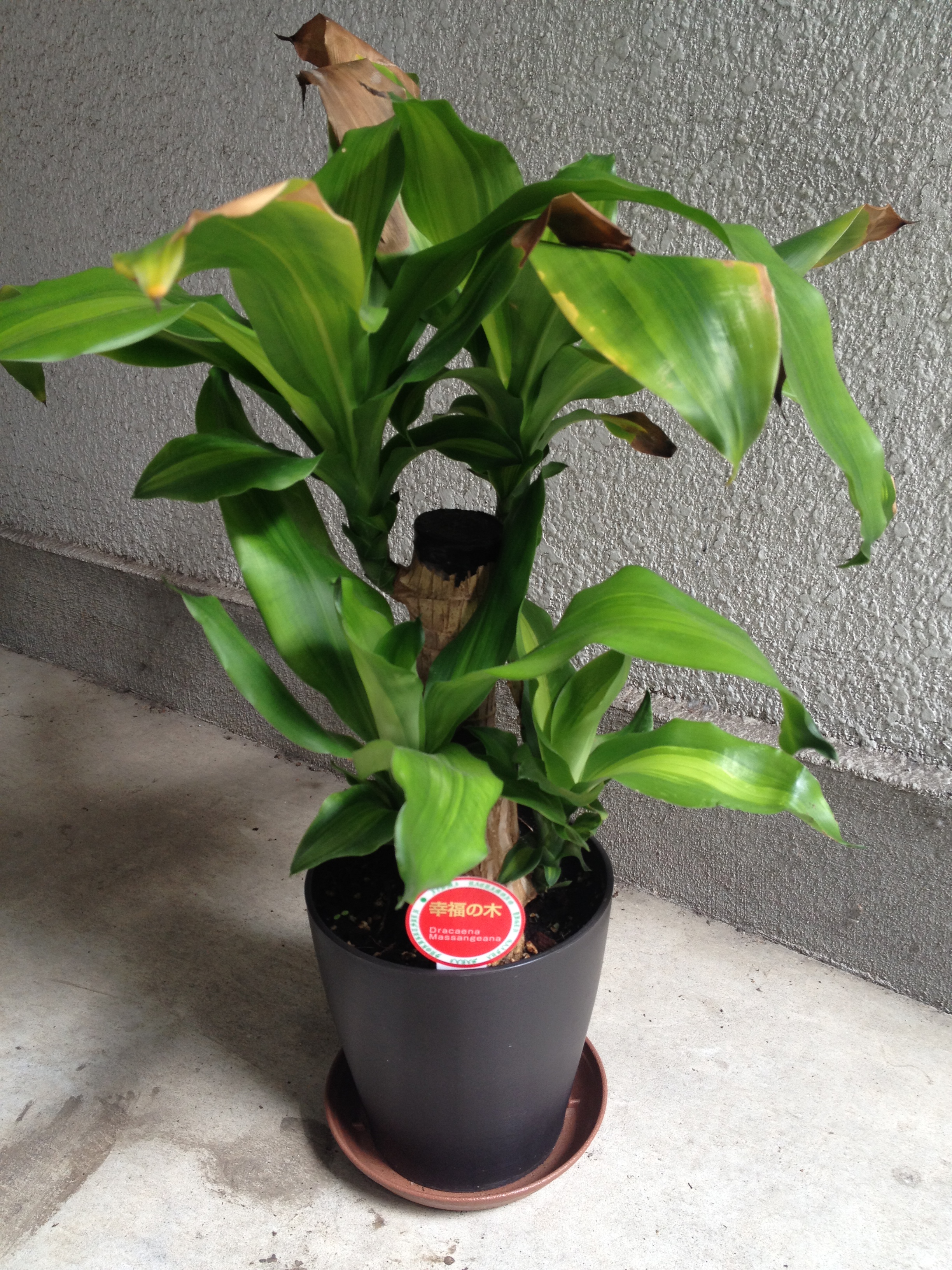 C:\fakepath\iphone 004.JPG