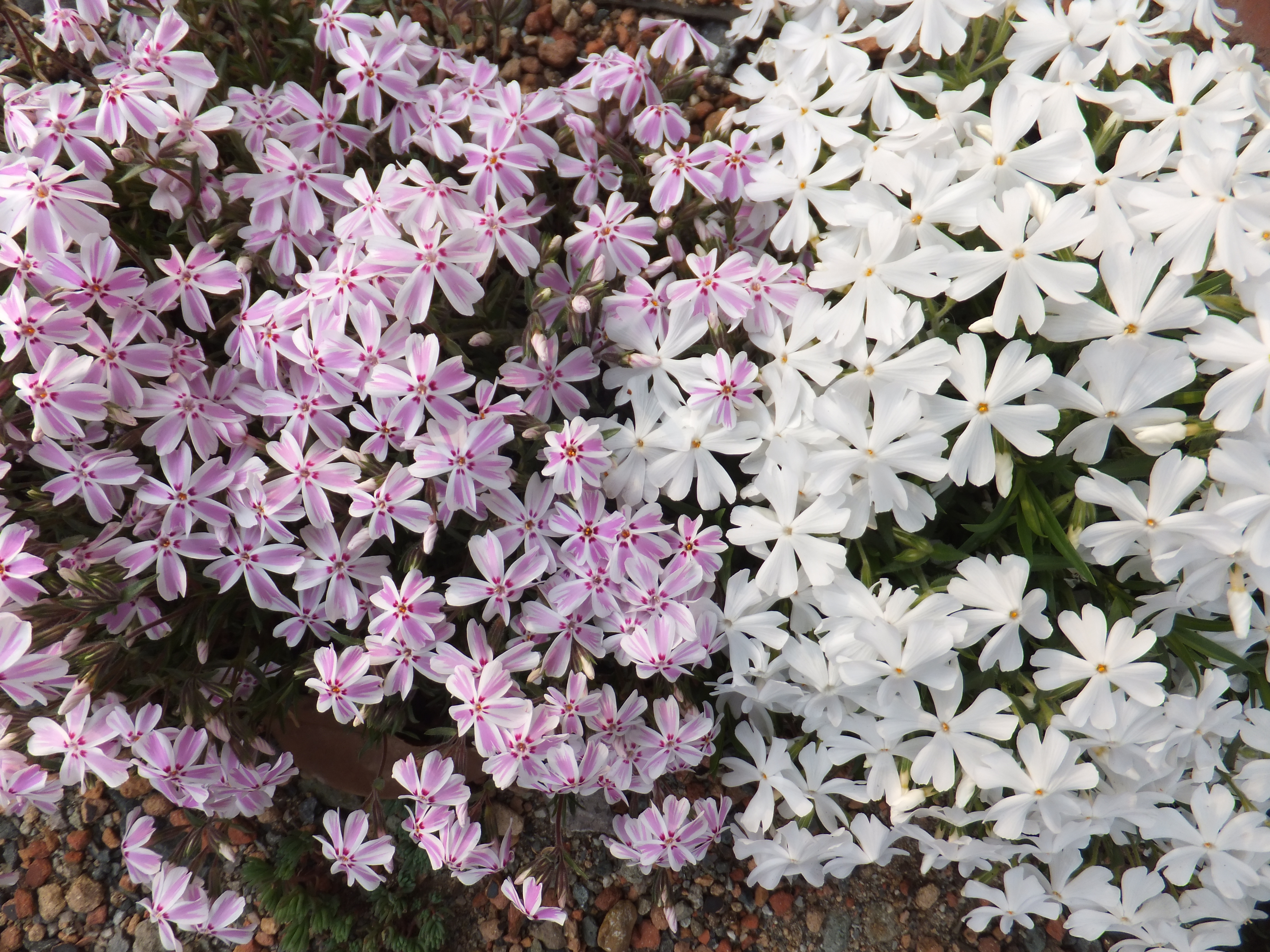 芝桜.JPG