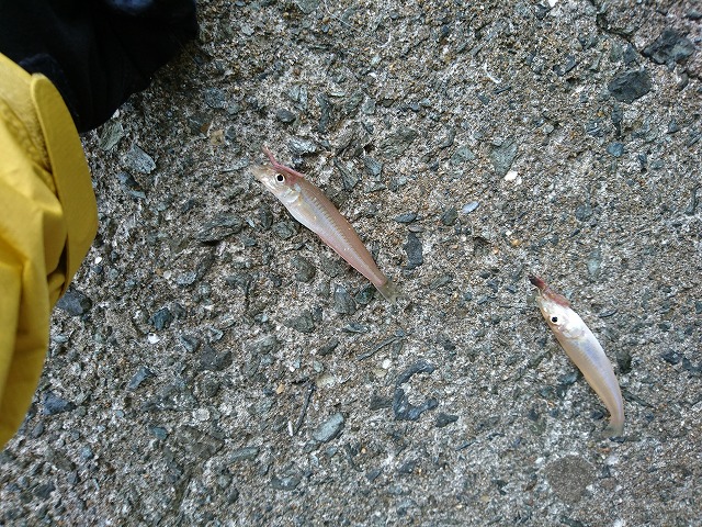 showPhoto (640×480)